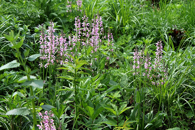 Salvia pratensis-Sauge des prés roses