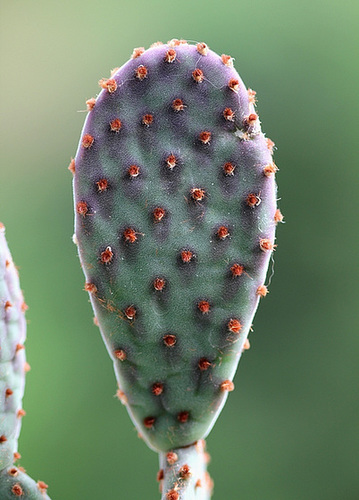 Opuntia microdasys 4