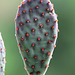 Opuntia microdasys 4