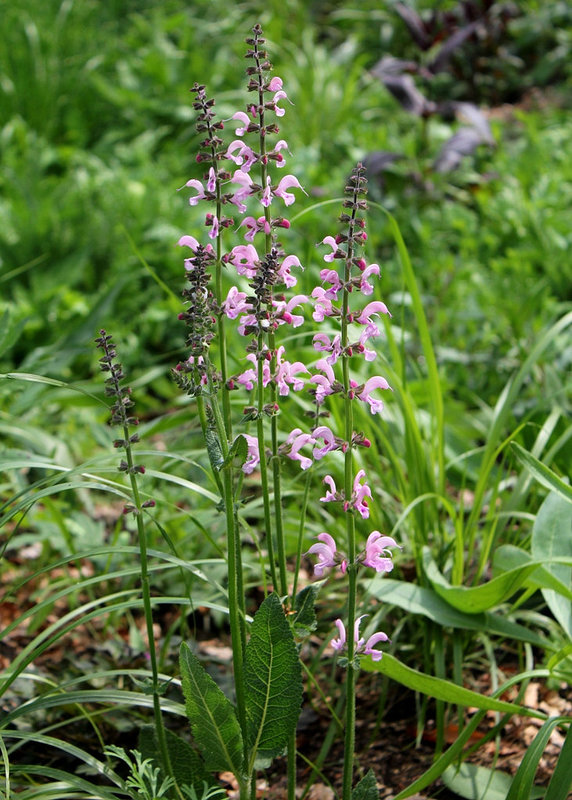 Salvia pratensis