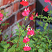 Salvia microphylla hot lips