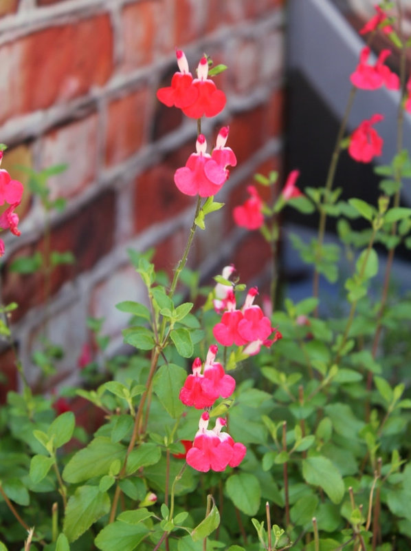 Salvia microphylla hot lips