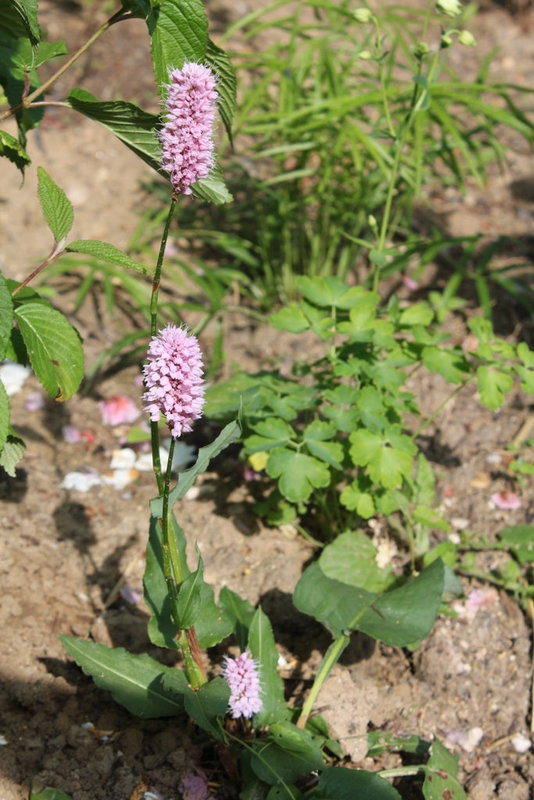 Persicaria bistorta 'Superba'- Renouée bistorte
