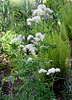 Pigamon - Thalictrum aquilegifolium- ' White Cloud'