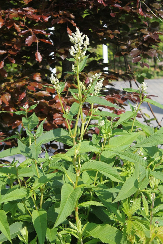 Polygonum