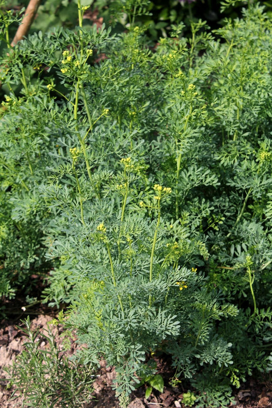 Ruta graveolens