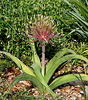 Allium schubertii (2)