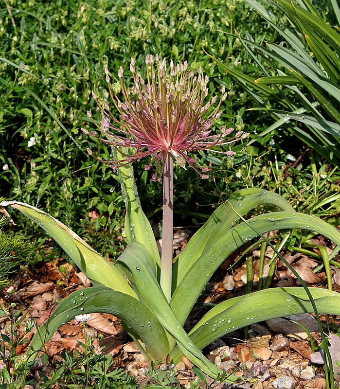Allium schubertii (2)