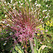 Allium schubertii