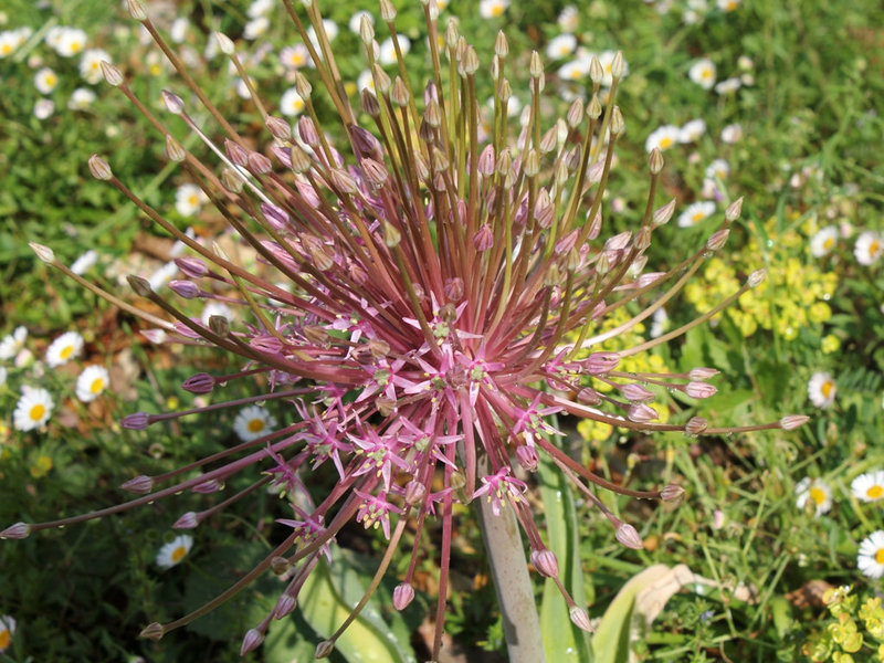 Allium schubertii