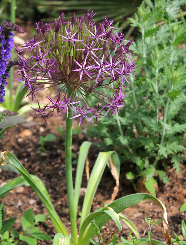 Allium christophii