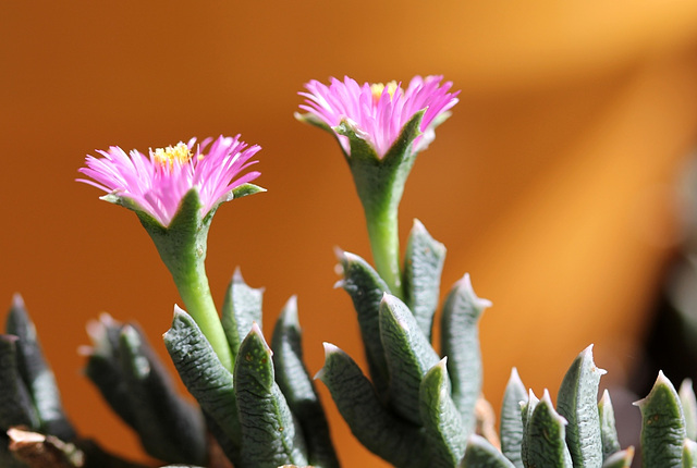 Ruschia pulvinaris 4