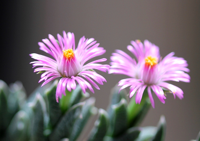 Ruschia pulvinaris (2)