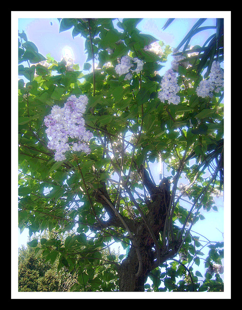 Lilas