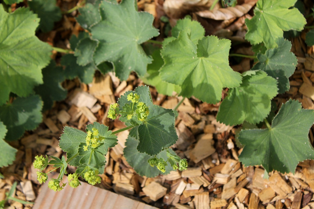 Alchemilla mollis