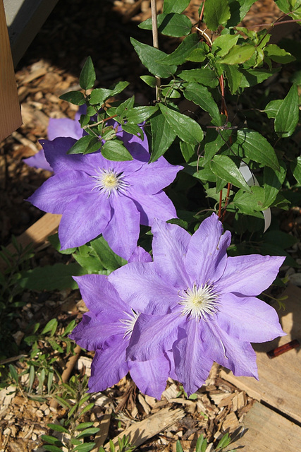 Clematite- Jardin de Mme Irma