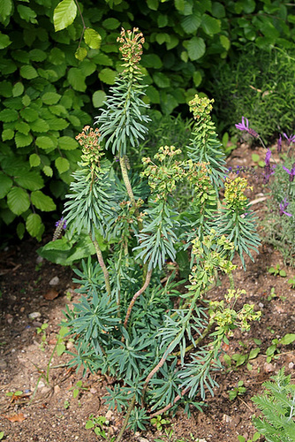 Euphorbe Characias