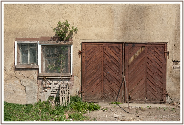 Plant growing out the house in Markelsheim