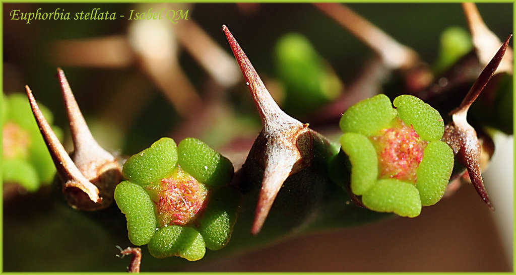 Euphorbia stellata