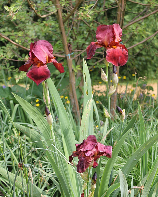 Iris "rouge"