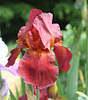 iris cuivre rouge