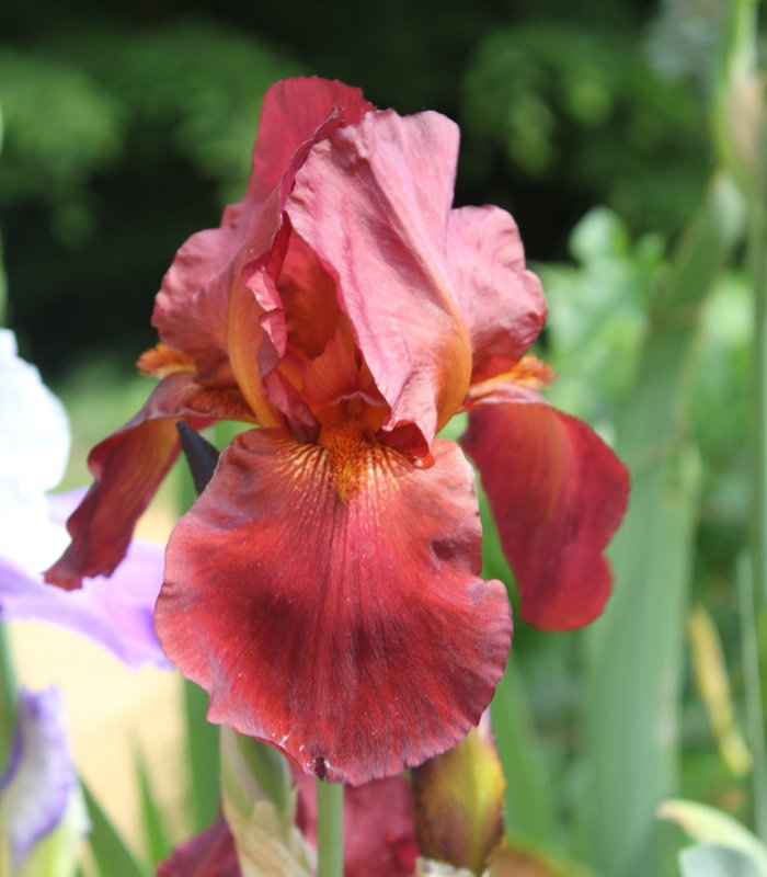 iris cuivre rouge