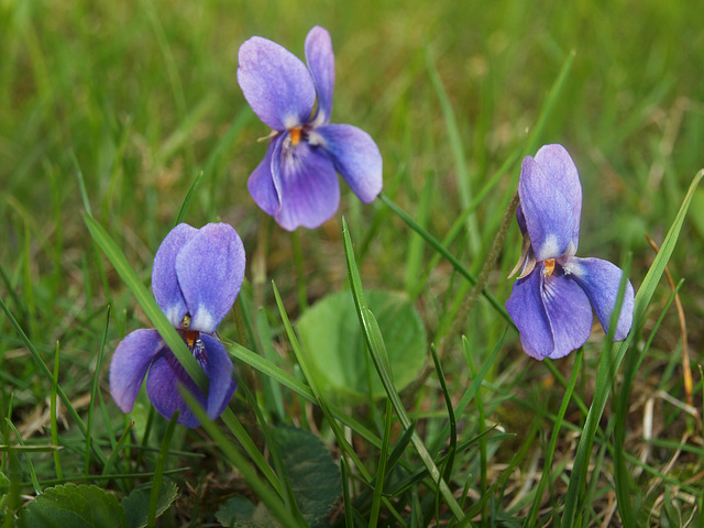 Veilchen auf der Wiese