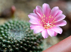 Rebutia