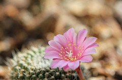 Rebutia