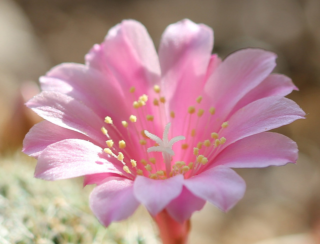 Rebutia