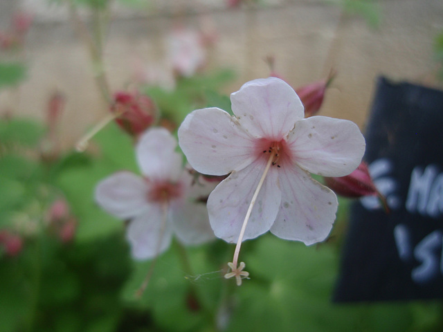 géranium macrorrhizum 'spessart' P4261379 géranium macrorrhizum 'spessart' P4261379