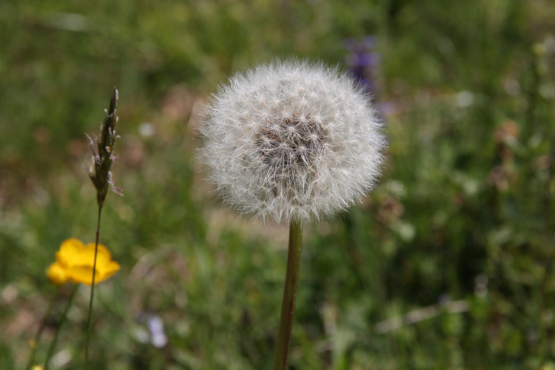 Pusteblume