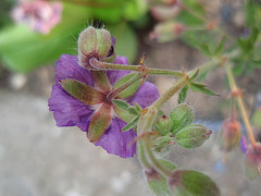 géranium phaeum 'lavender pinwheel' P4261402