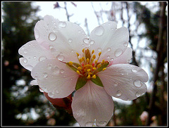 Flor de almendro.