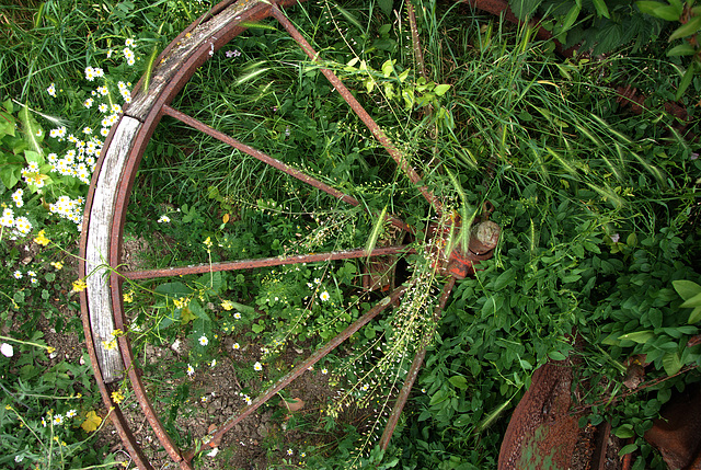 Dans les herbes folles