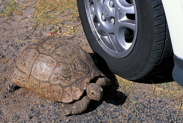 Death Wish Tortoise