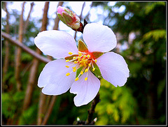 Flor de almendro.