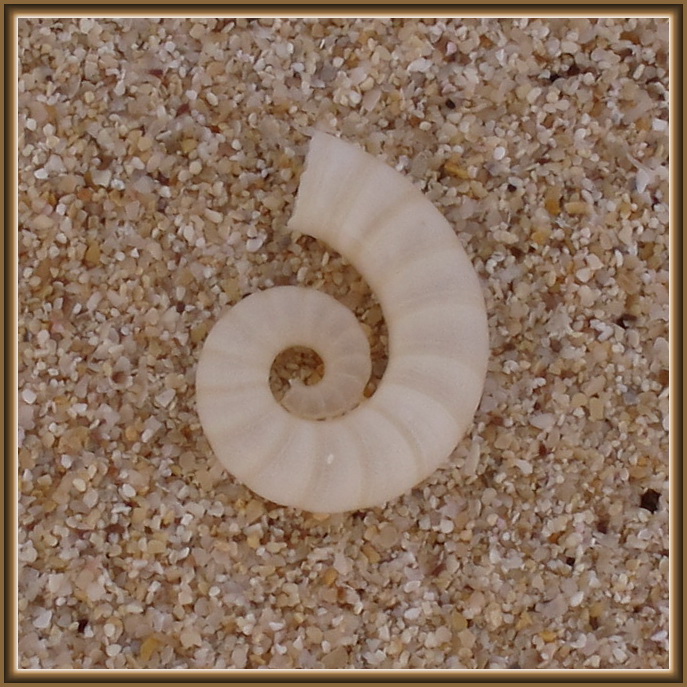 Fundstück am Strand