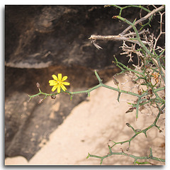 die Flora auf Fuerteventura..