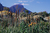 Kirstenbosch