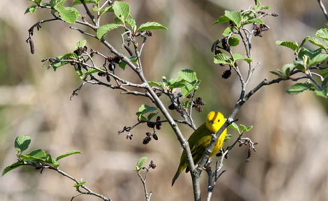 Paruline jaune