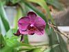 phal Brother tom