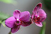 Phal Brother tom (2)