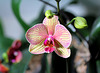 phalaenopsis baldan's kaleidoscope