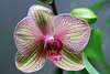 Phalaenopsis hybride