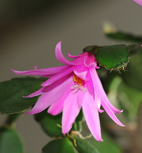 rhipsalidopsis rosea