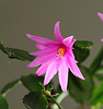 rhipsalidopsis rosea