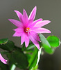 rhipsalidopsis rosea