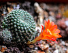 Rebutia 2
