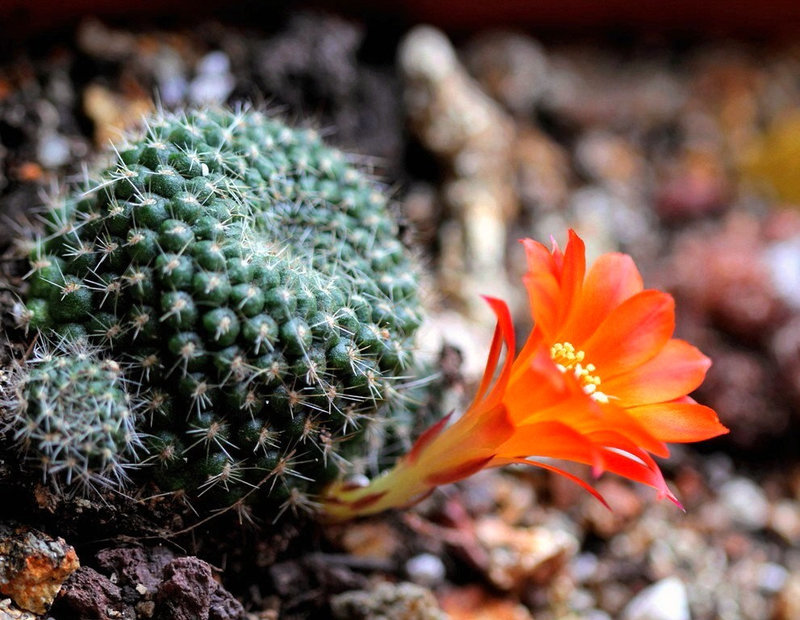 Rebutia 2
